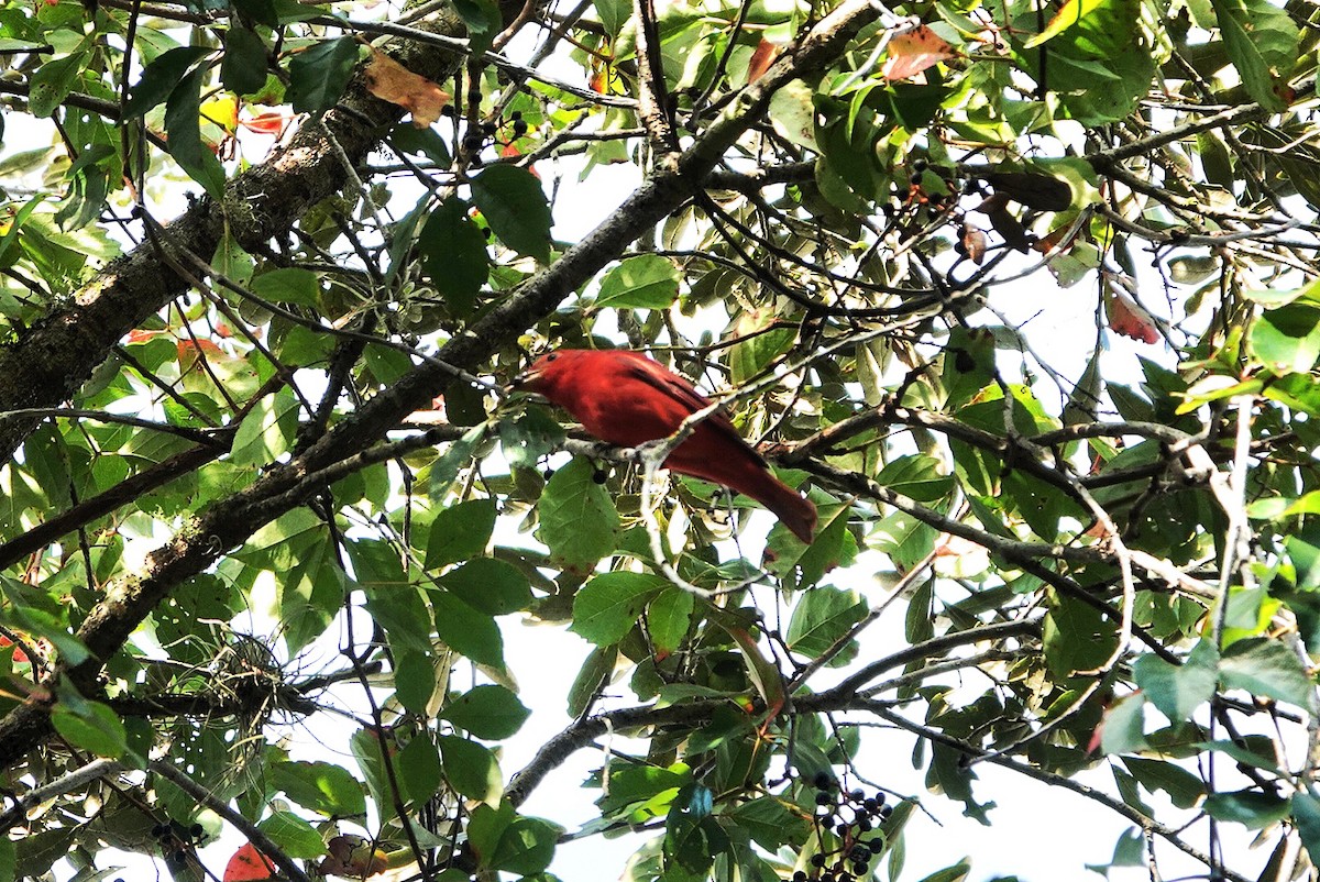 Summer Tanager - ML642007723