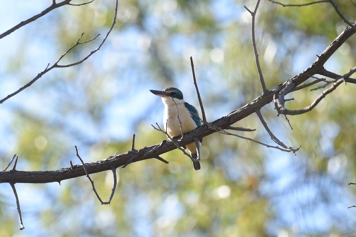 Sacred Kingfisher - ML642007724