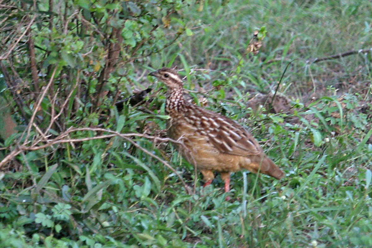 Crested Francolin - ML642007732