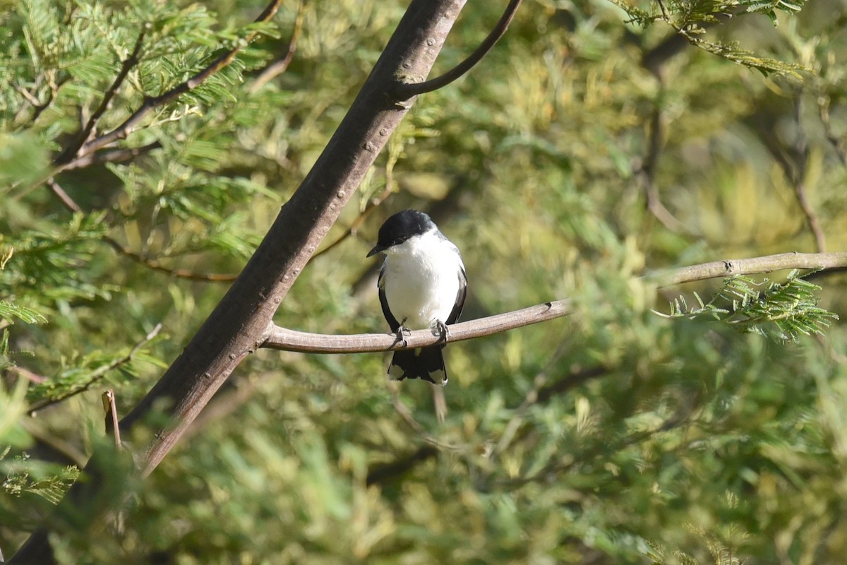 White-winged Triller - ML642007736