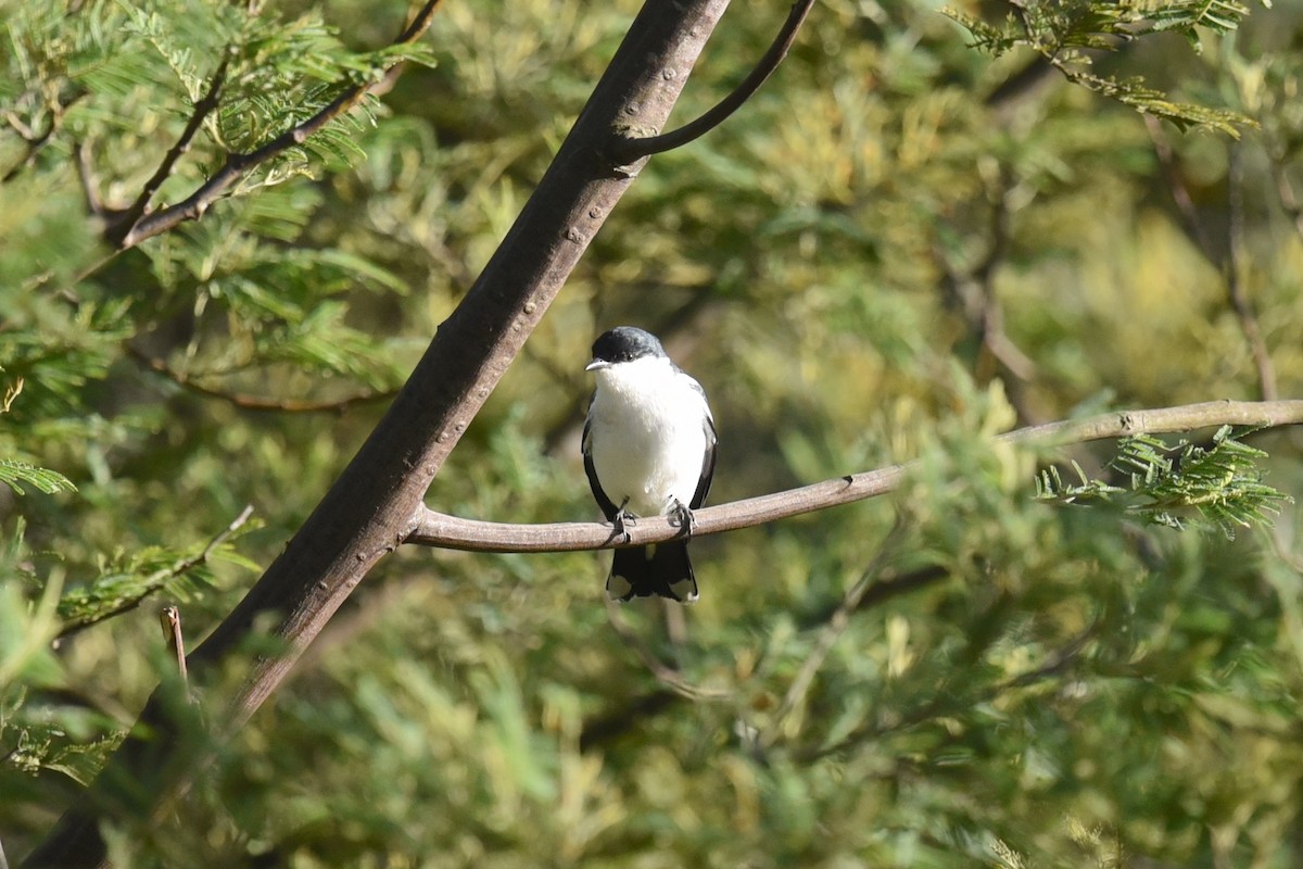 White-winged Triller - ML642007737