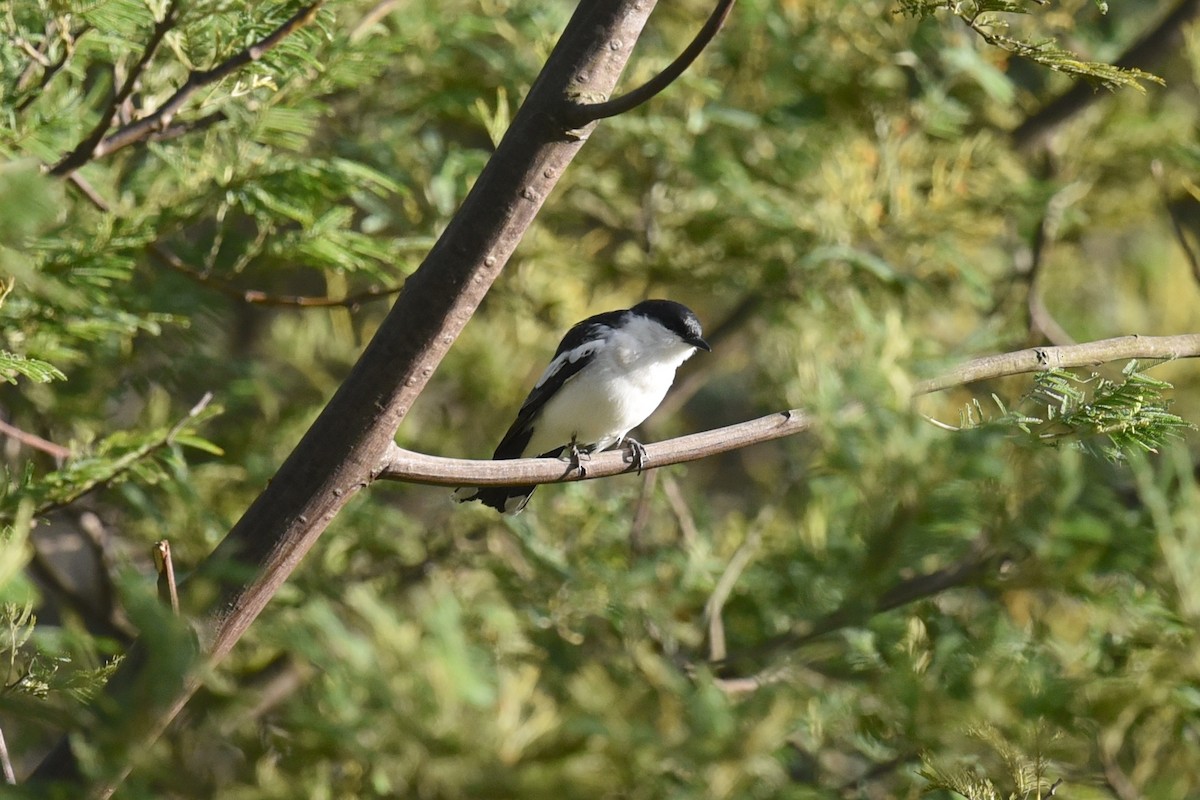 White-winged Triller - ML642007738