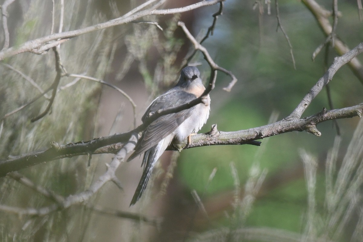 Fan-tailed Cuckoo - ML642007740