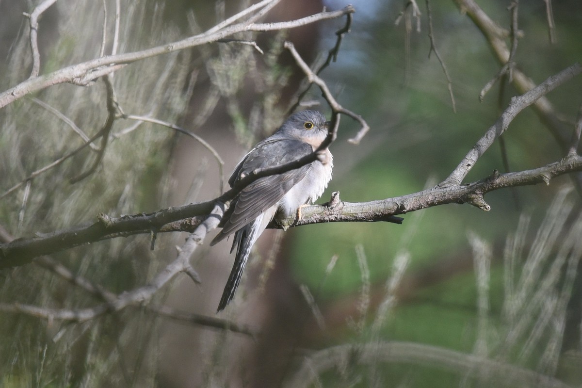 Fan-tailed Cuckoo - ML642007741