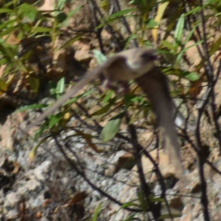 Haitz-enara eurasiarra - ML642007742
