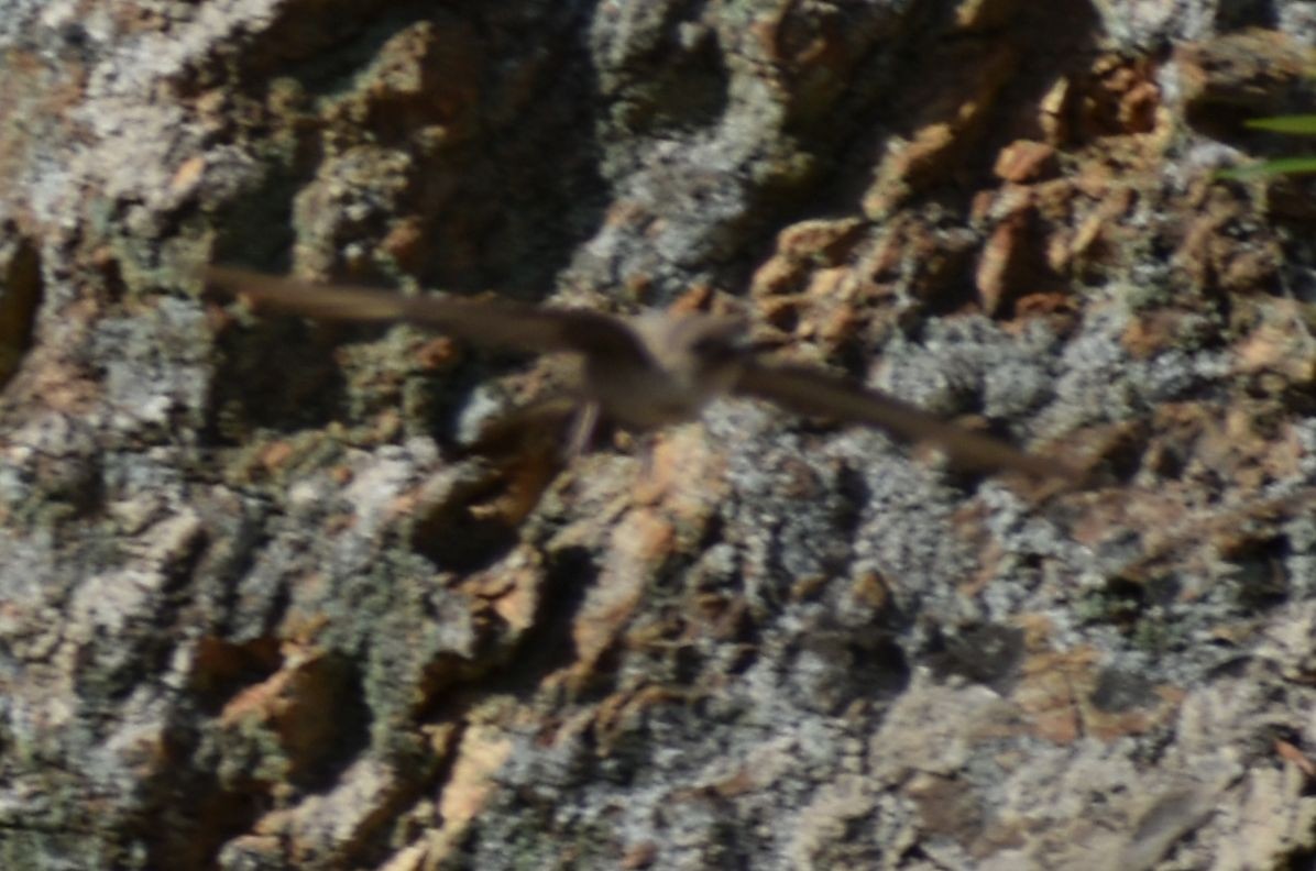 Haitz-enara eurasiarra - ML642007743