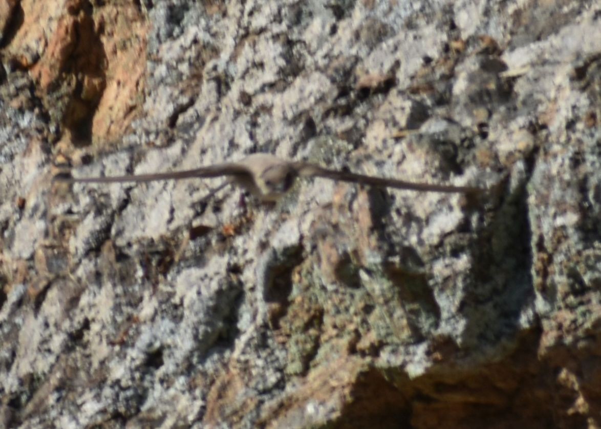 Haitz-enara eurasiarra - ML642007744