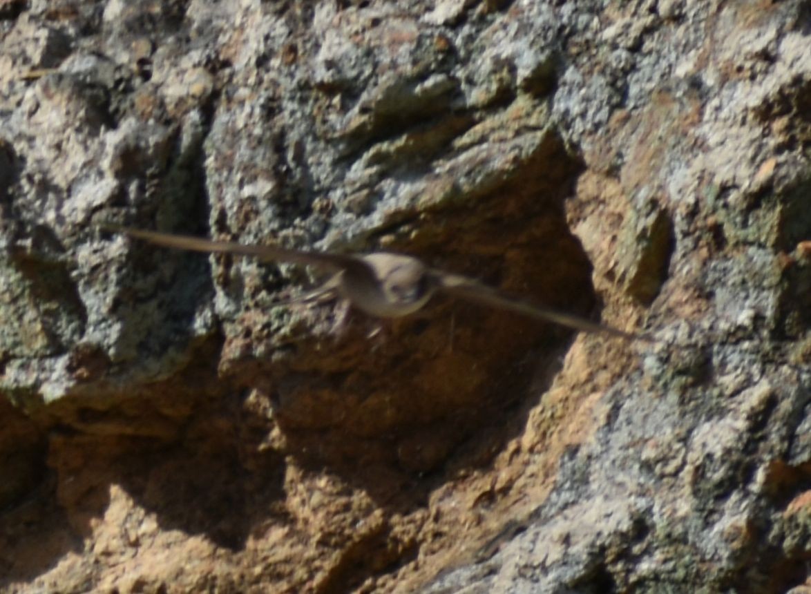 Haitz-enara eurasiarra - ML642007745