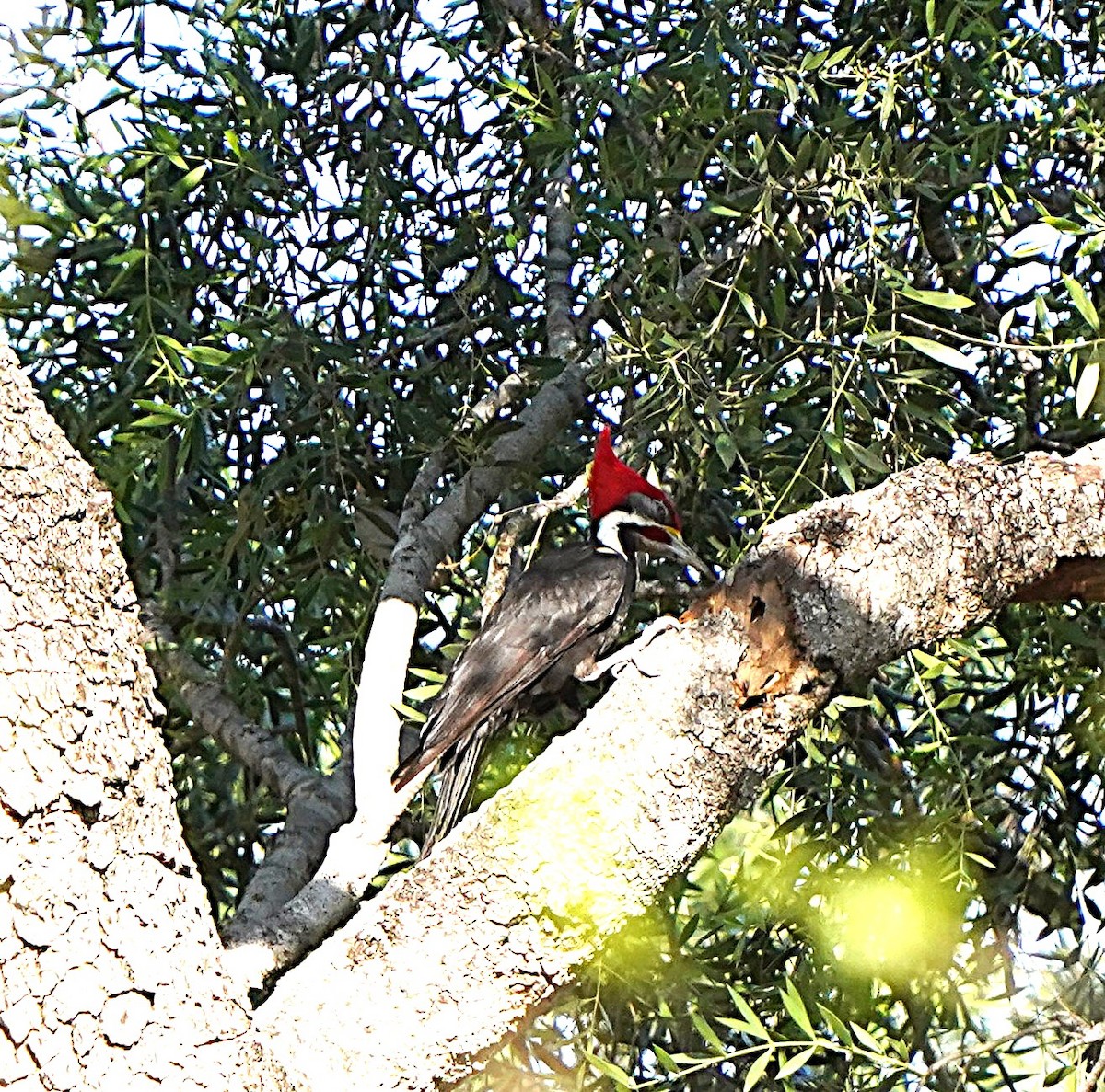 Black-bodied Woodpecker - ML642007755