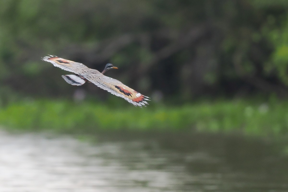 Sunbittern - ML642007758