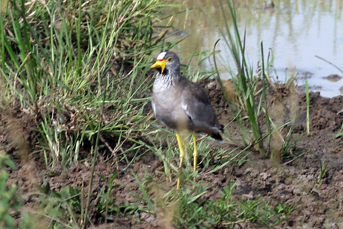 Wattled Lapwing - ML642007759