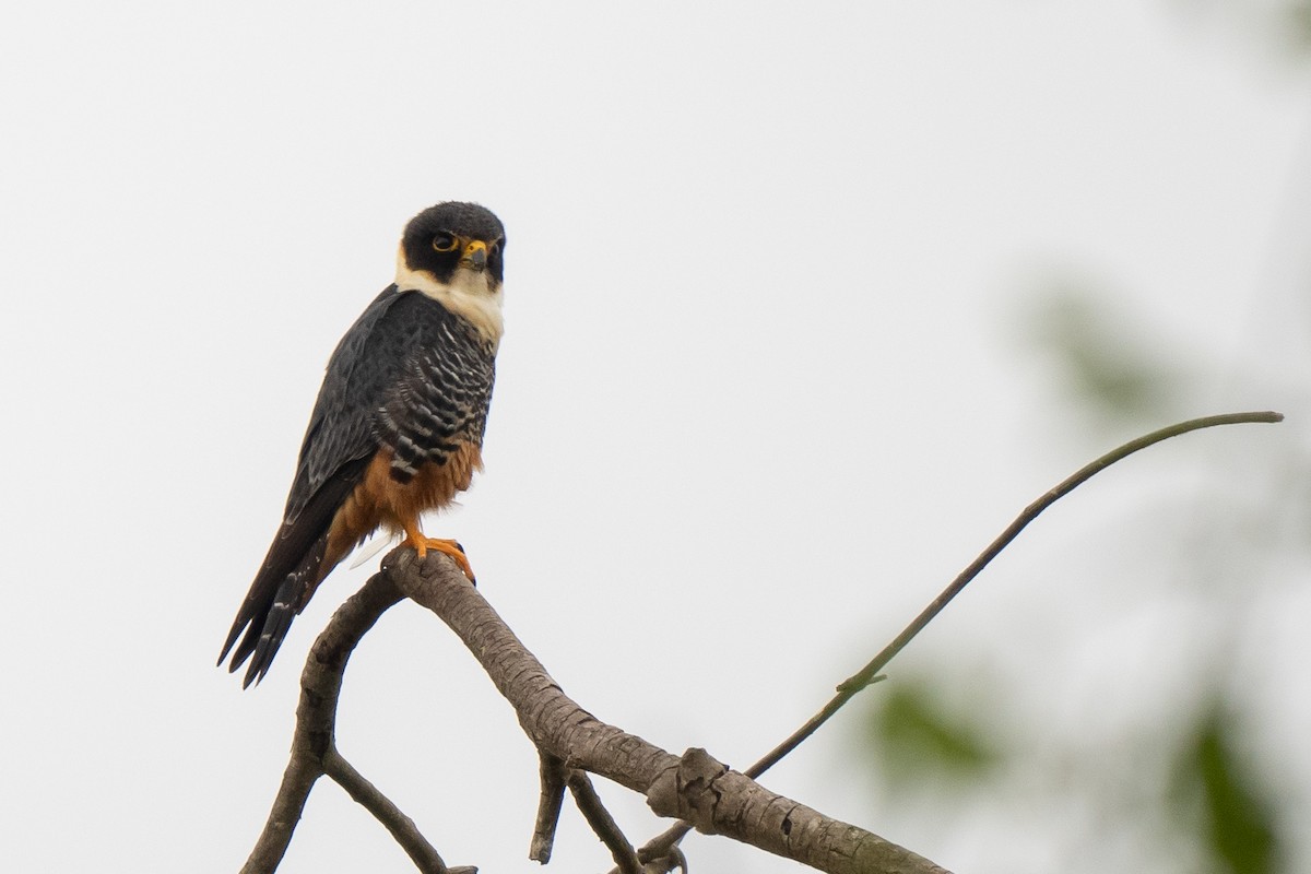 Bat Falcon - ML642007760