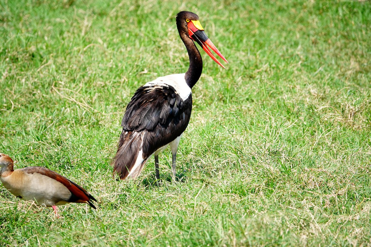 Jabiru afrikarra - ML642007761
