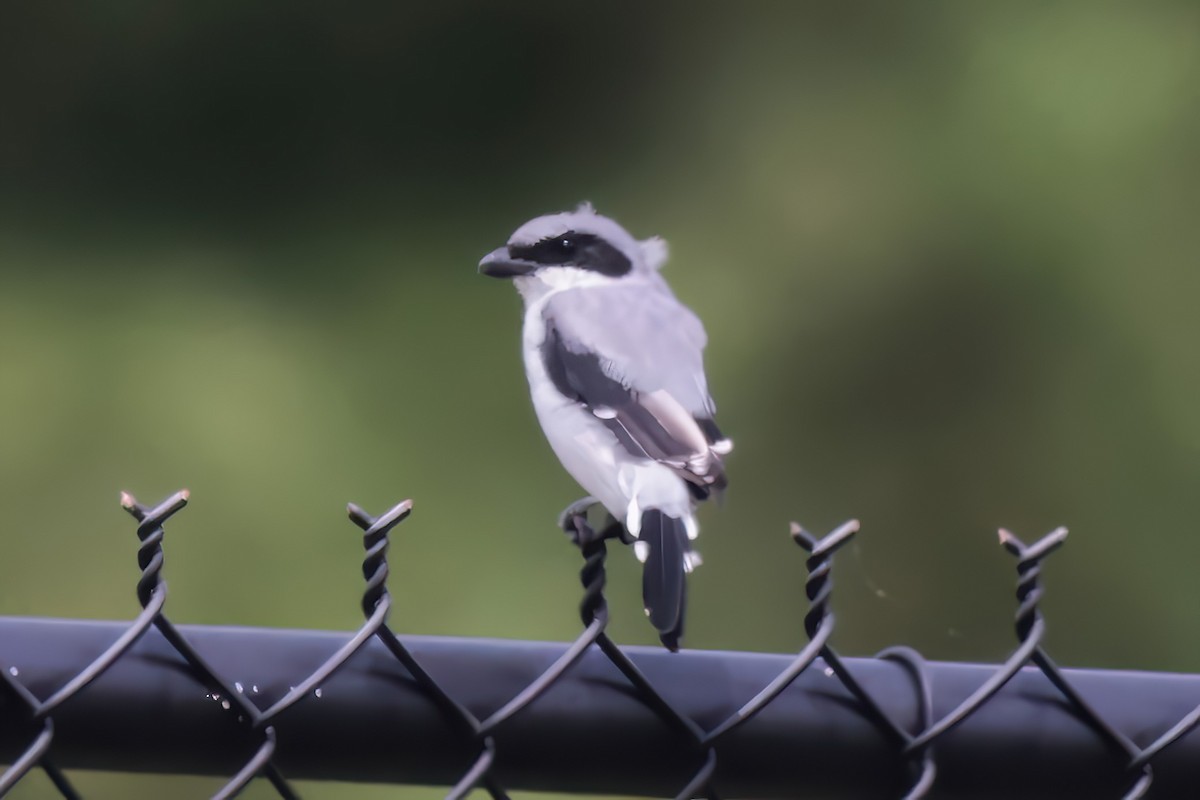 Loggerhead Shrike - ML642007762