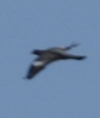 Вяхирь - ML642007800