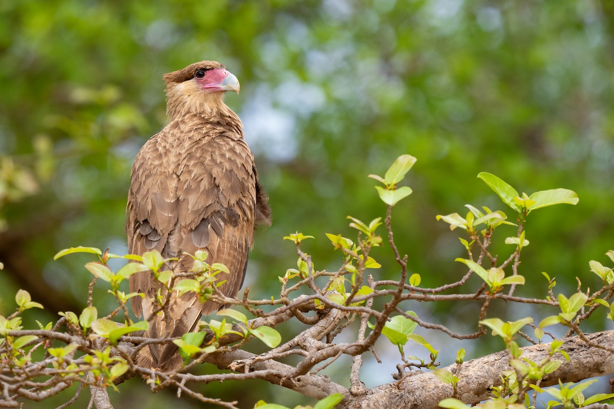 Crested Caracara - ML642007813