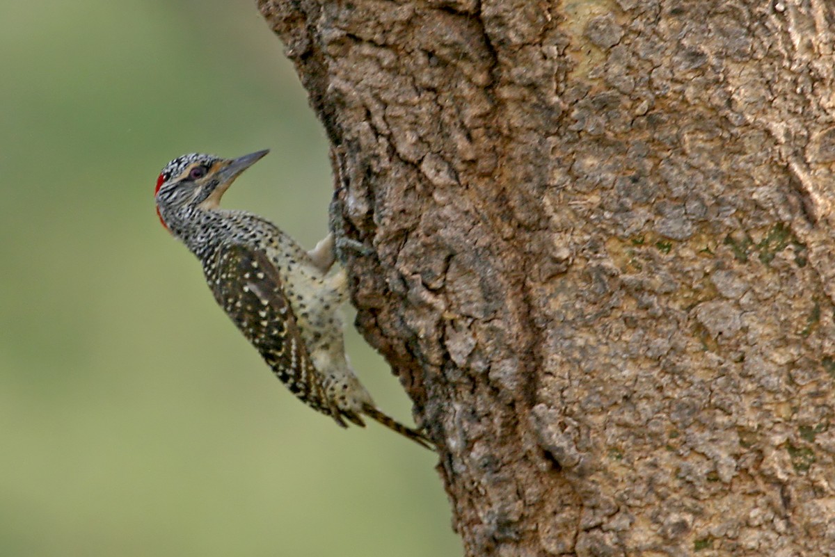 Nubian Woodpecker - ML642007820