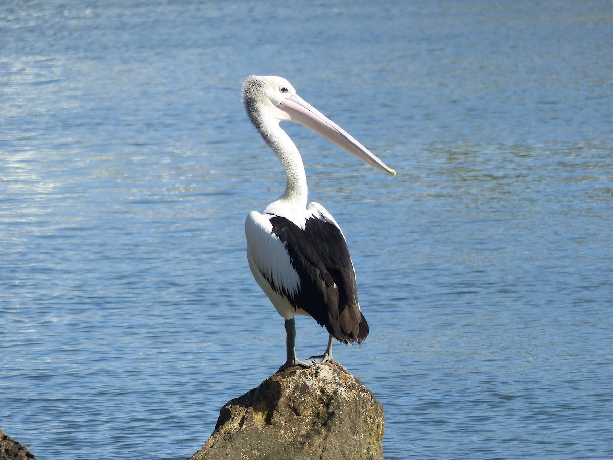 Australian Pelican - ML642007824