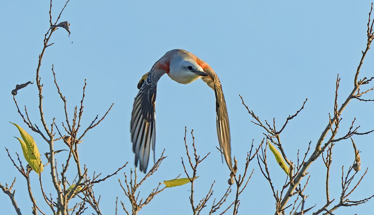 Scissor-tailed Flycatcher - ML642007826