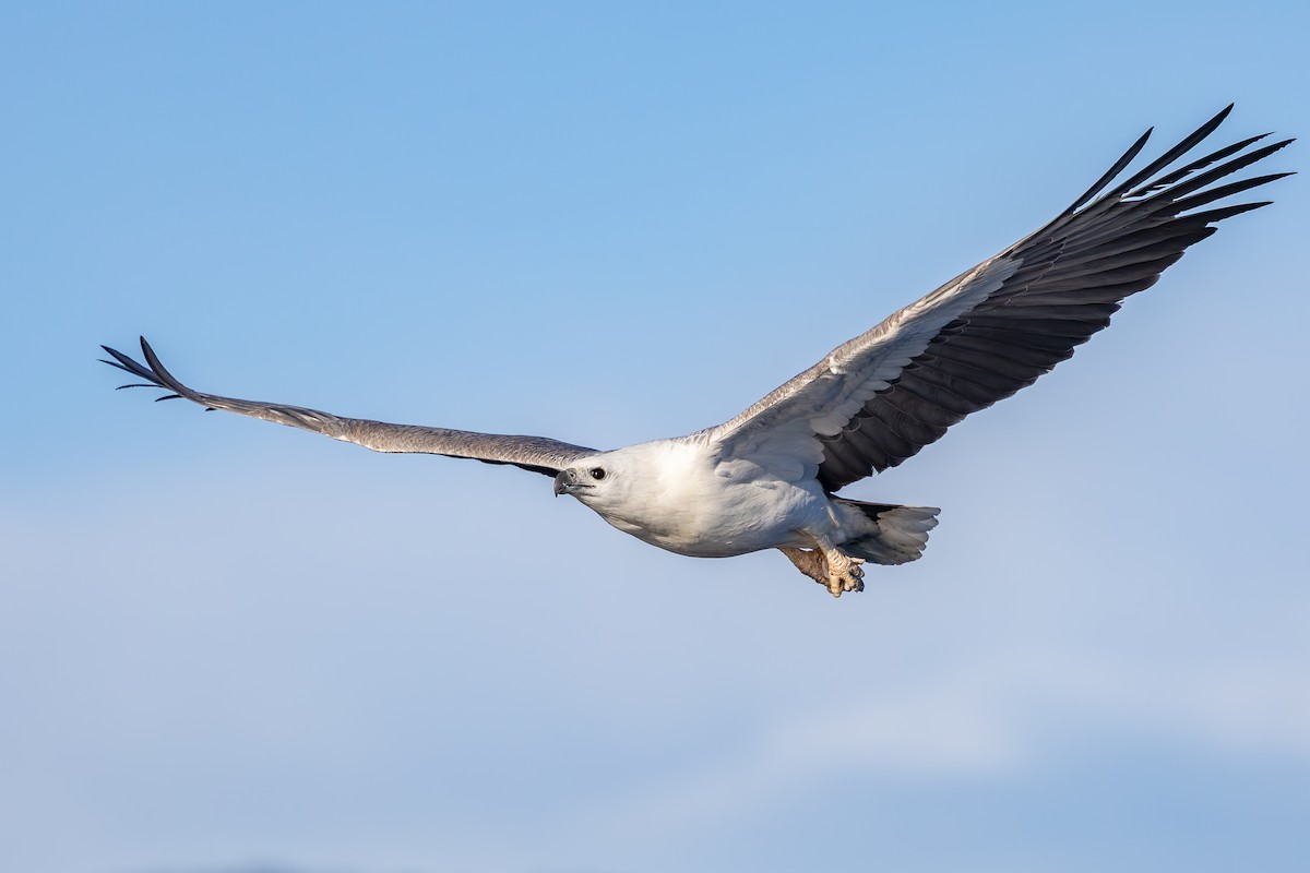 White-bellied Sea-Eagle - ML642007828
