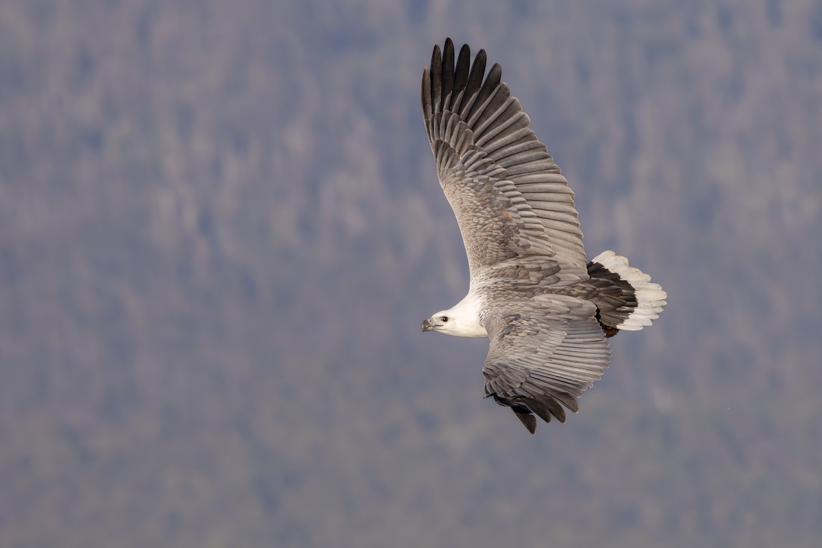 White-bellied Sea-Eagle - ML642007830