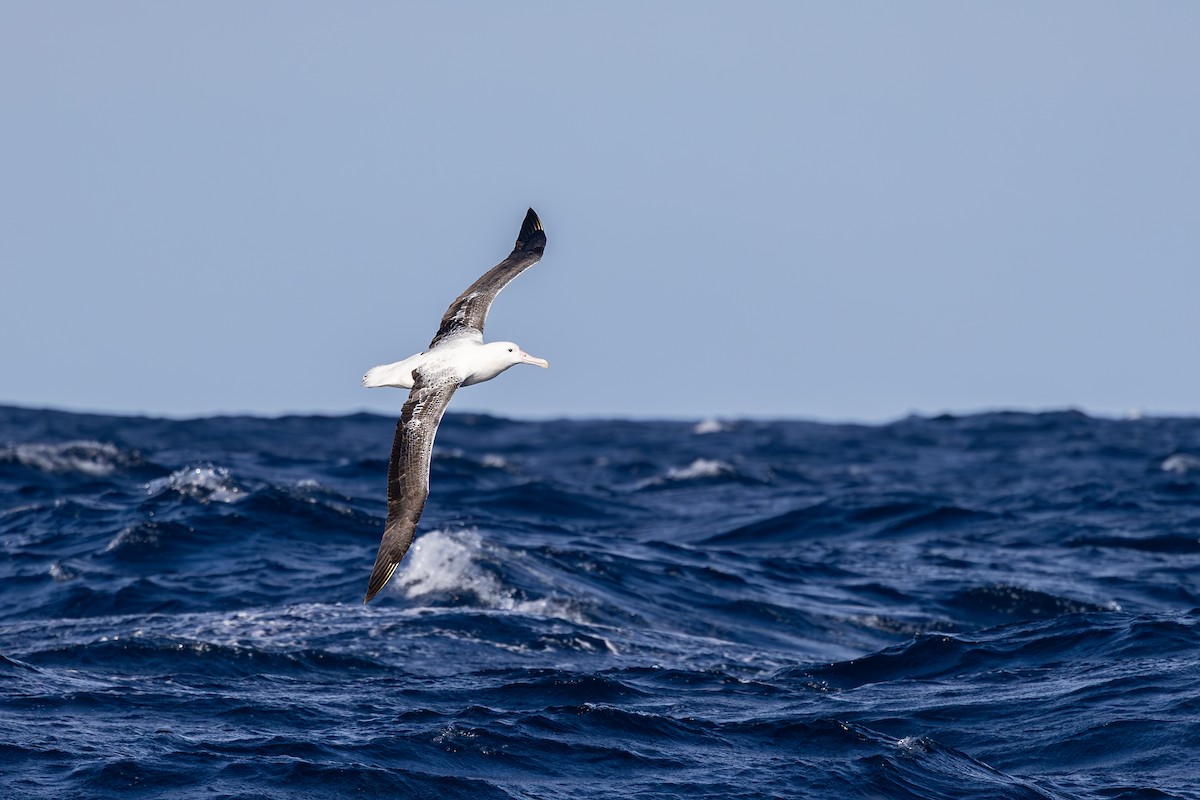 Southern Royal Albatross - ML642007833