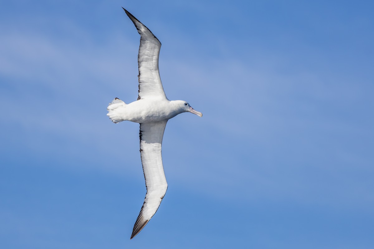 Southern Royal Albatross - ML642007834