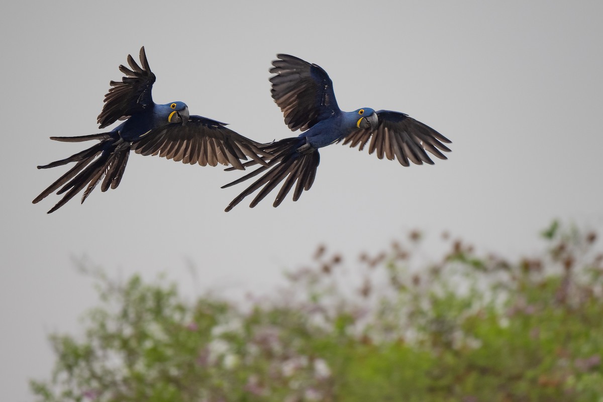 Hyacinth Macaw - ML642007840