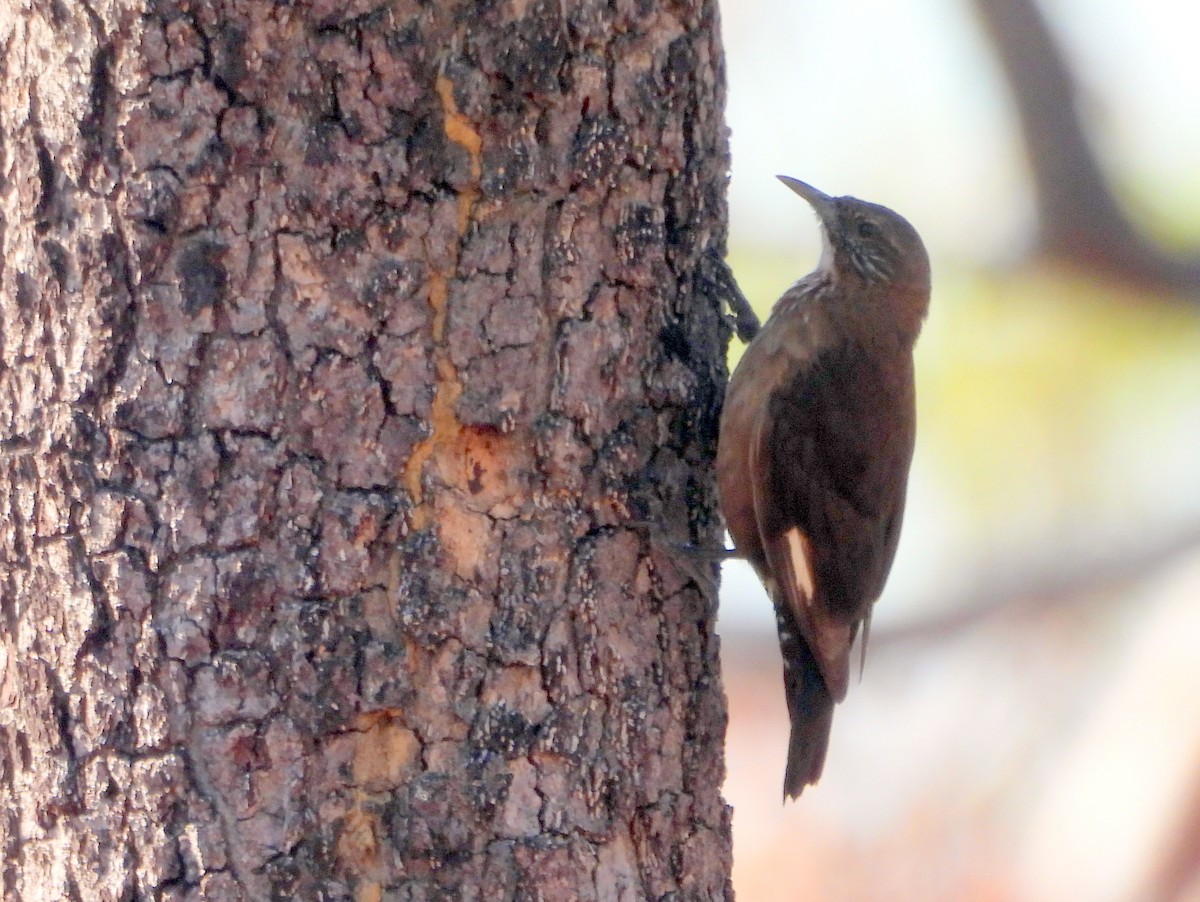 Black-tailed Treecreeper - ML642007844