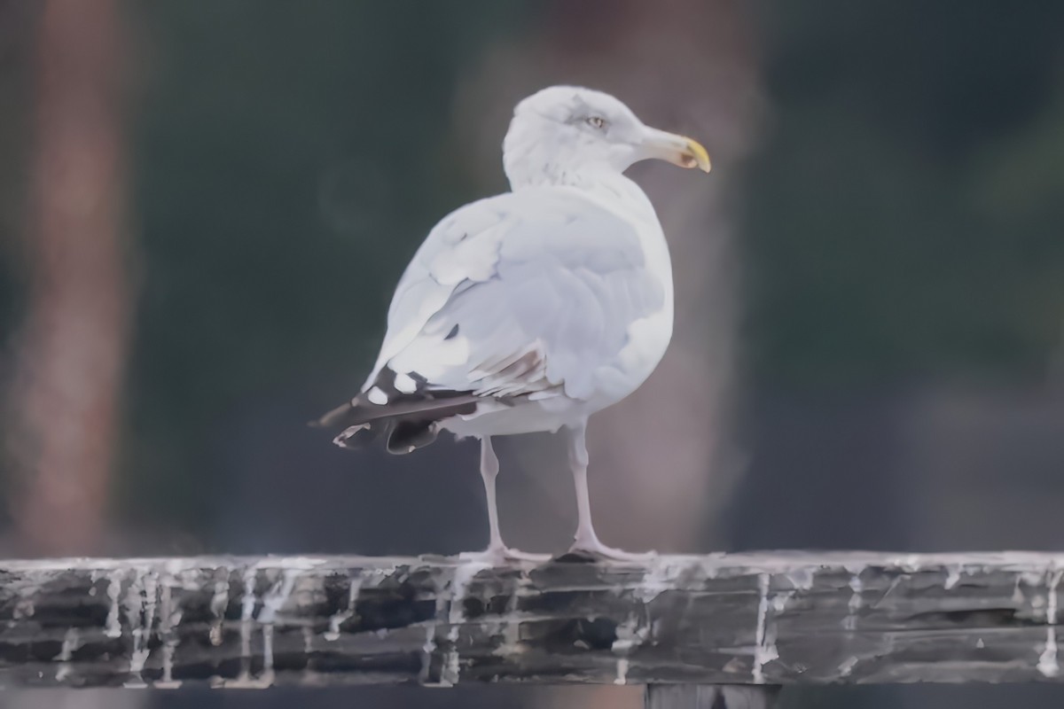 American Herring Gull - ML642007846