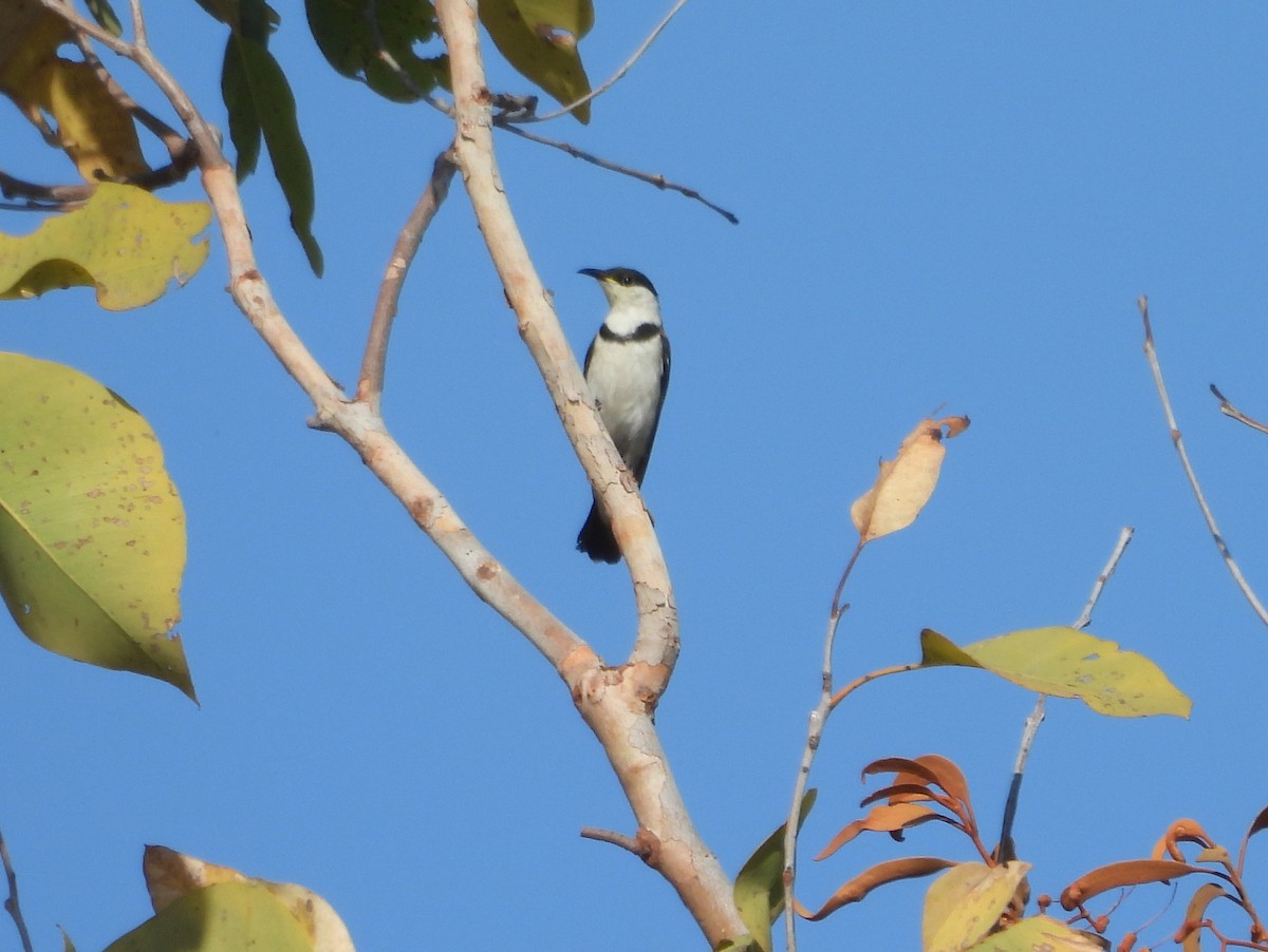 Banded Honeyeater - ML642007850