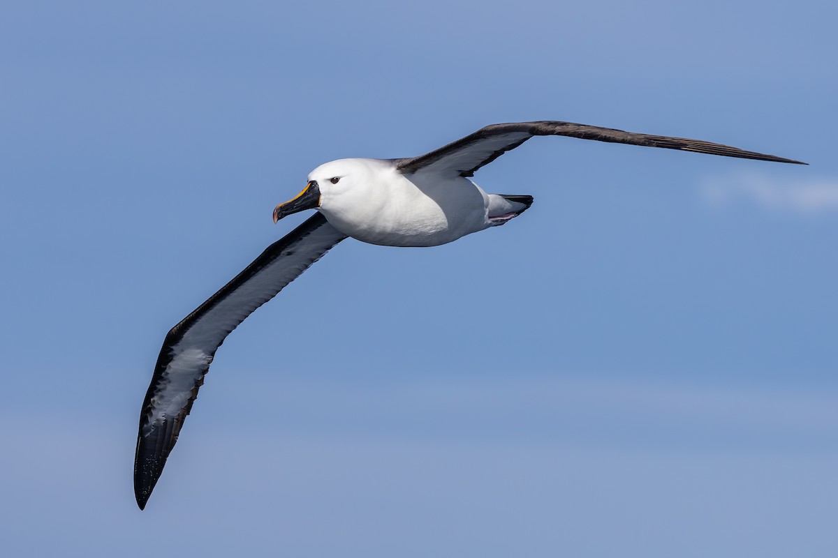 Indian Yellow-nosed Albatross - ML642007854