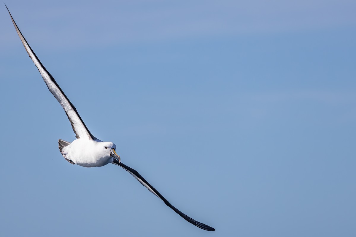 Indian Yellow-nosed Albatross - ML642007855