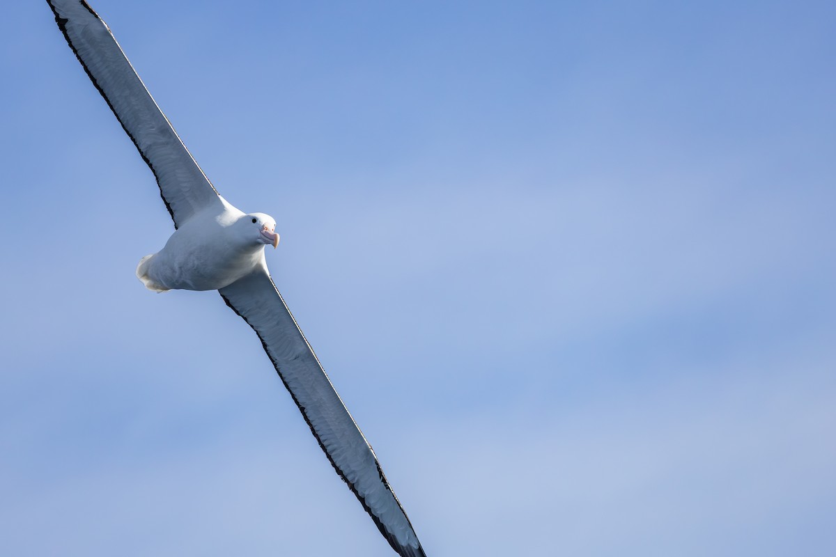 Northern Royal Albatross - ML642007860