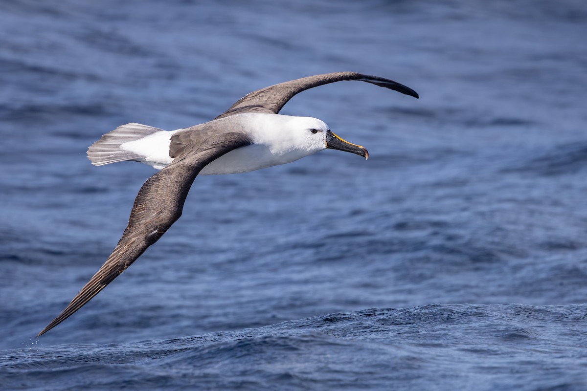 Indian Yellow-nosed Albatross - ML642007863