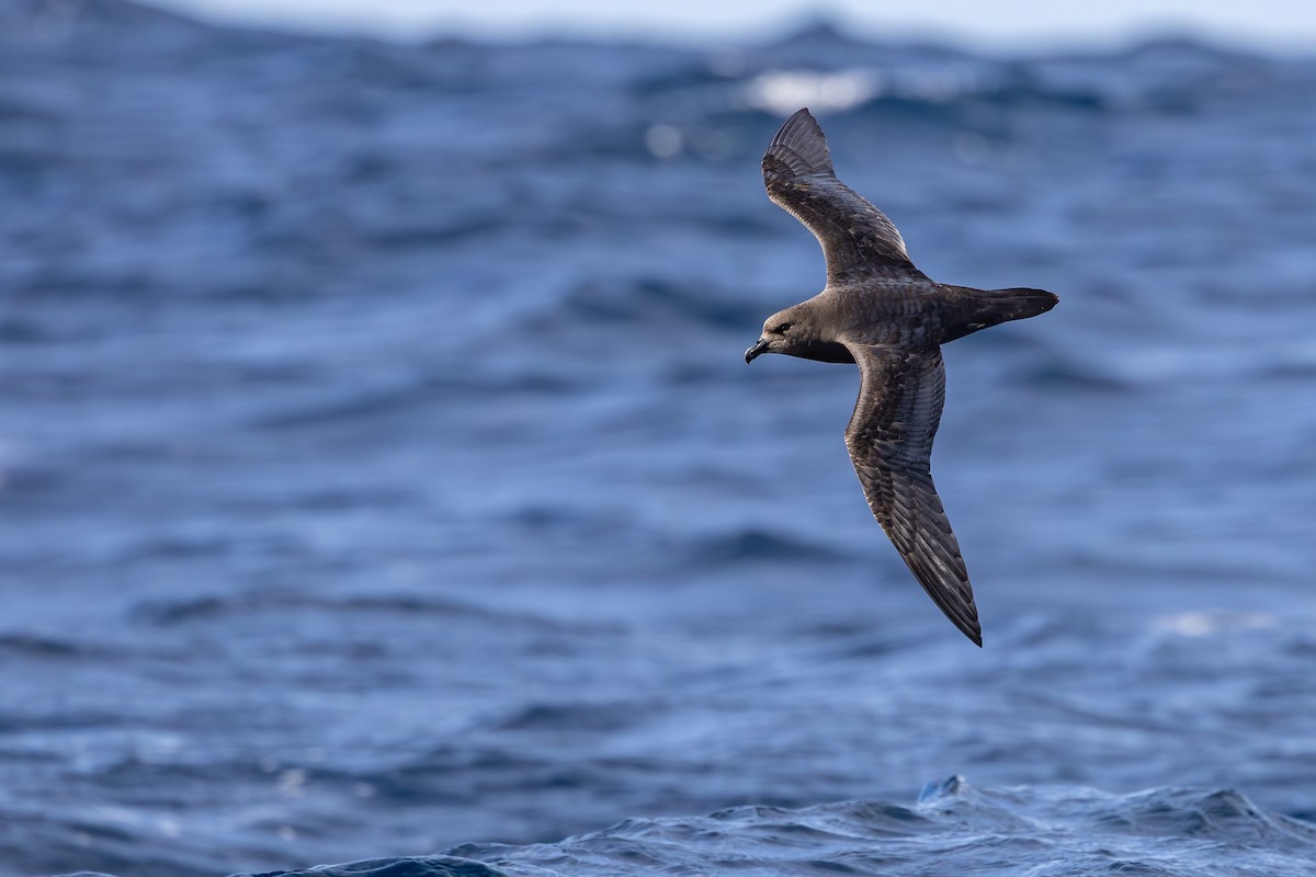 Great-winged Petrel - ML642007869