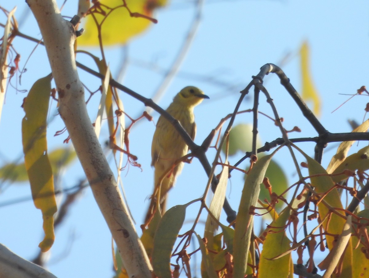 Yellow-tinted Honeyeater - ML642007876