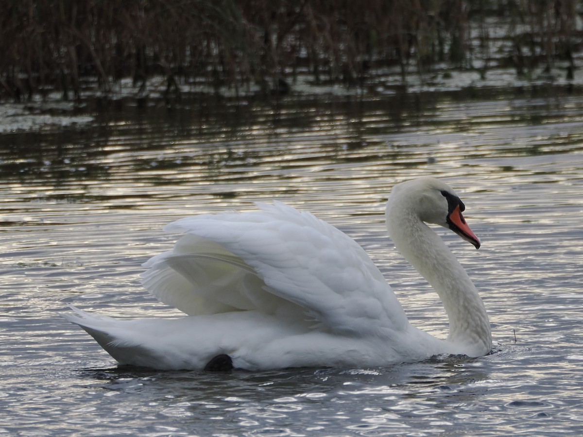 Mute Swan - ML642007877