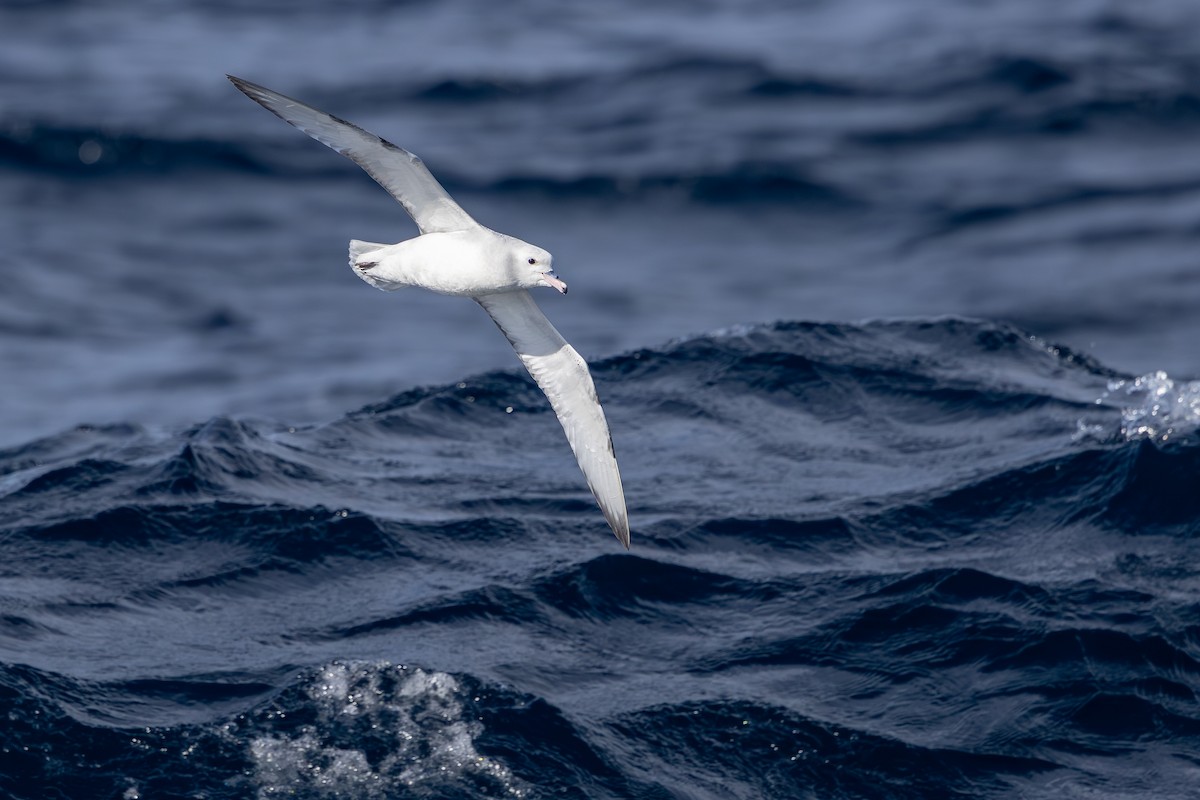 Southern Fulmar - ML642007879