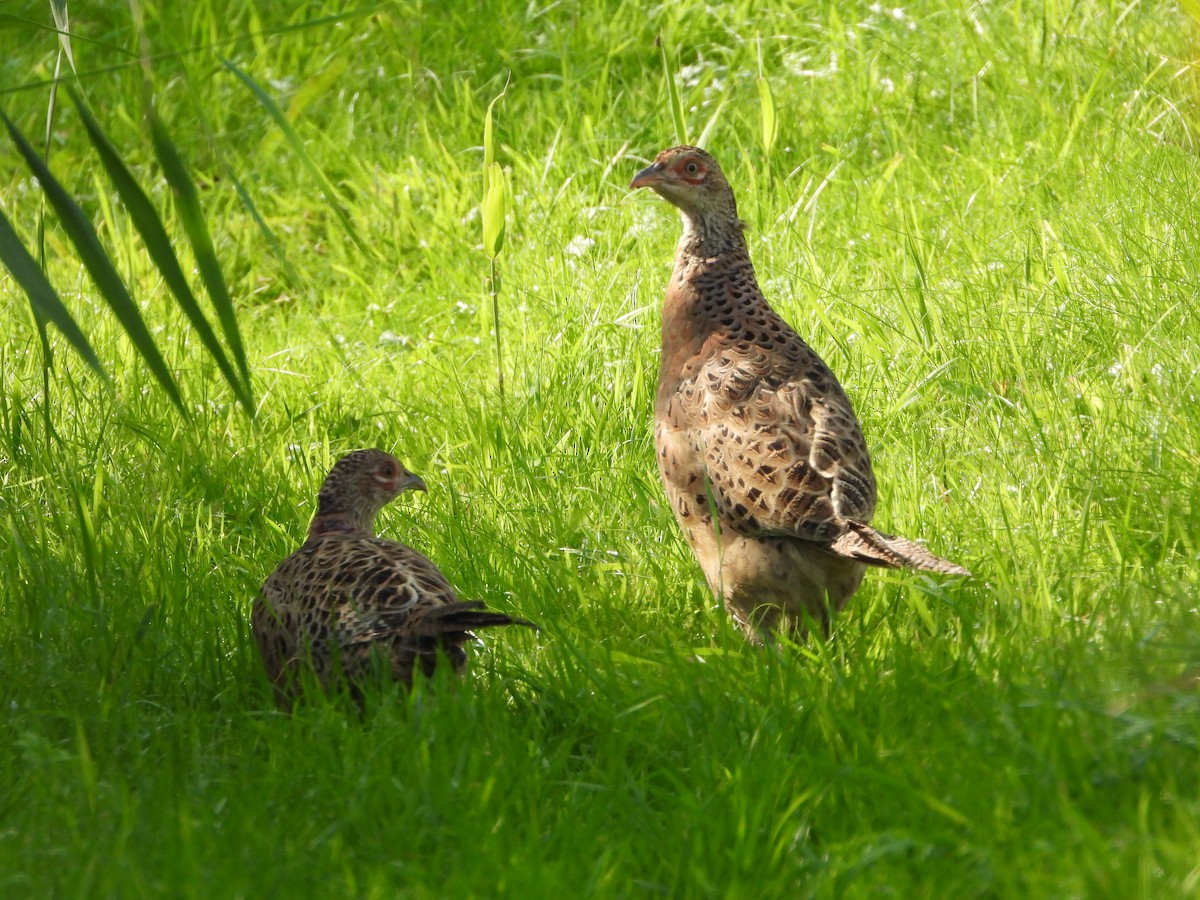 Ring-necked Pheasant - ML642007889