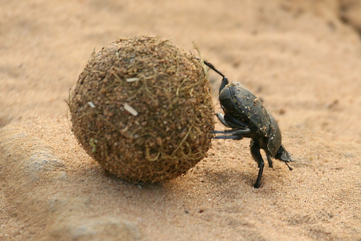 Hayvanlar - ML642007895