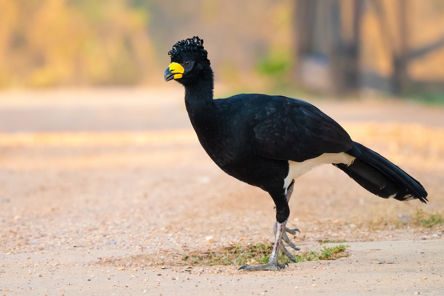 Bare-faced Curassow (Bare-faced) - eBird