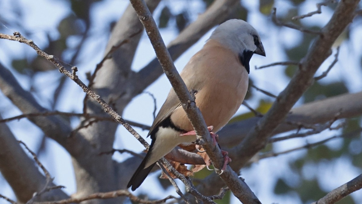Black-throated Finch - ML642007918