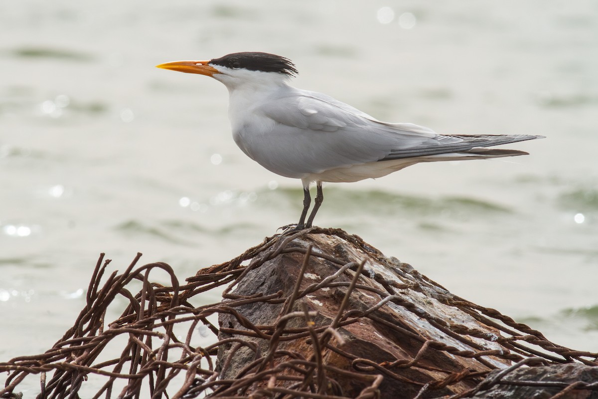 West African Crested Tern - ML642007919