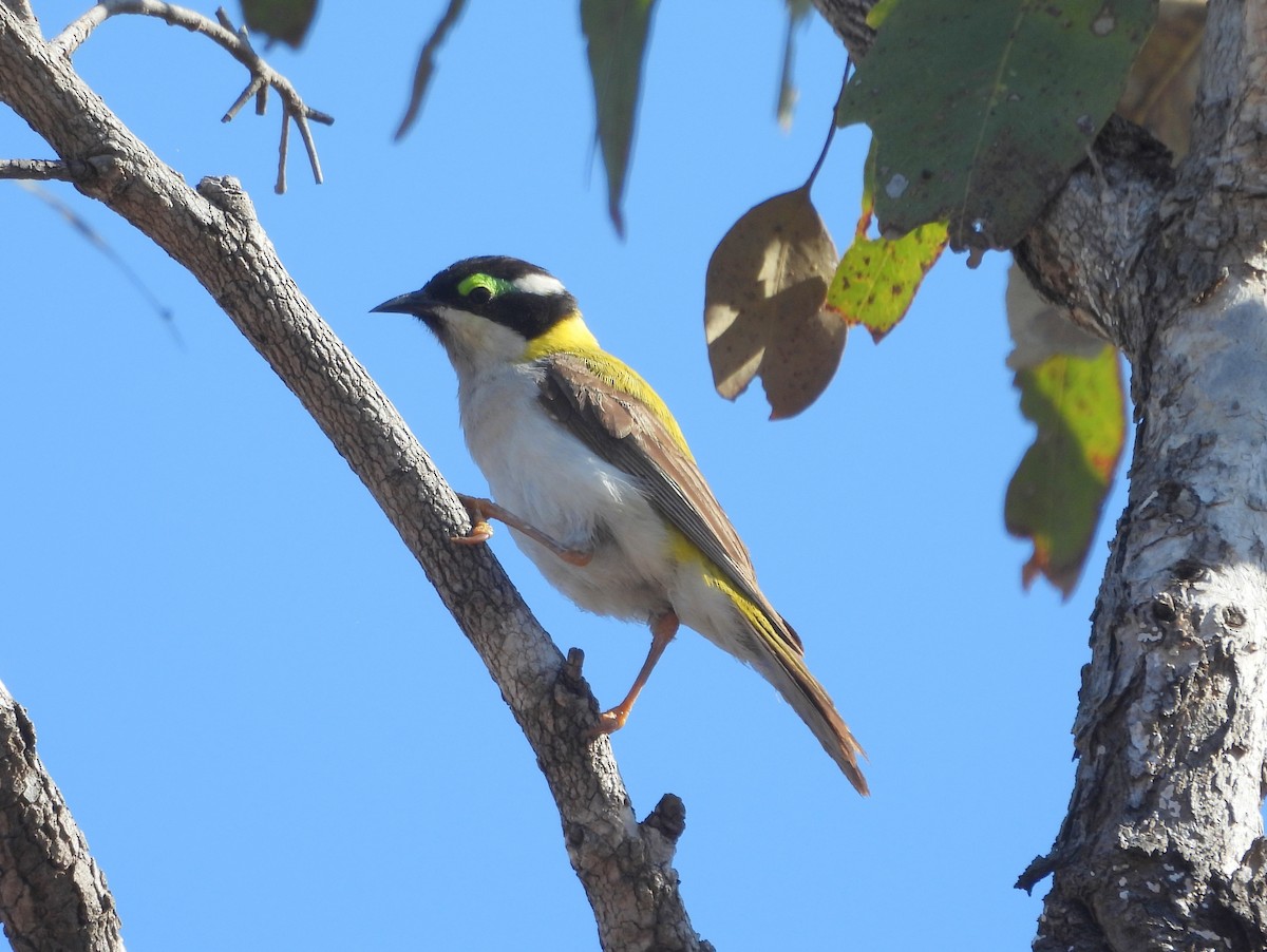 Black-chinned Honeyeater (Golden-backed) - ML642007926