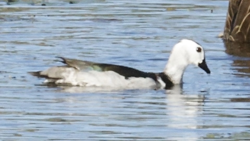 Cotton Pygmy-Goose - ML642007934