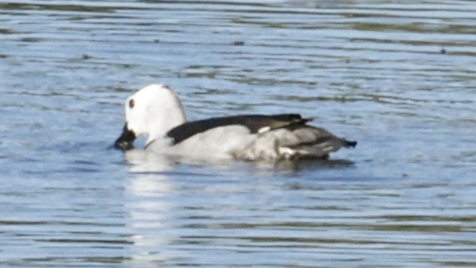 Cotton Pygmy-Goose - ML642007935