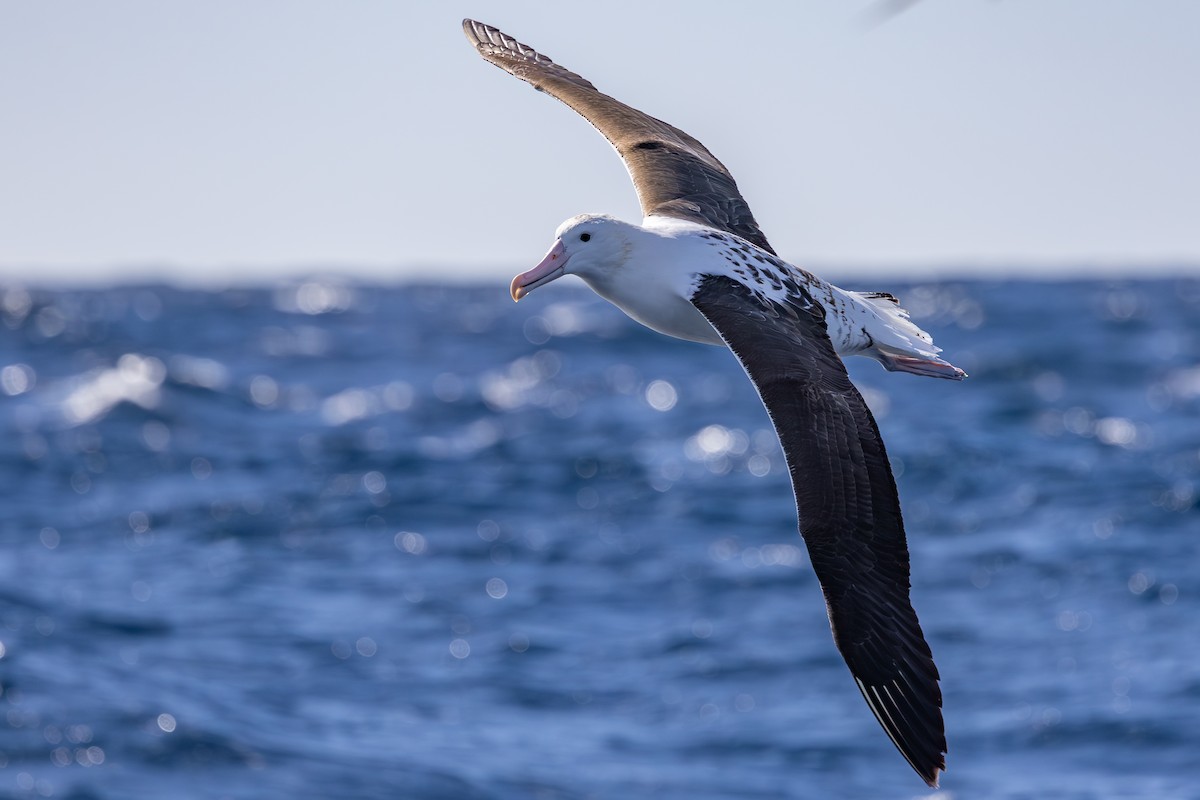 Northern Royal Albatross - ML642007936