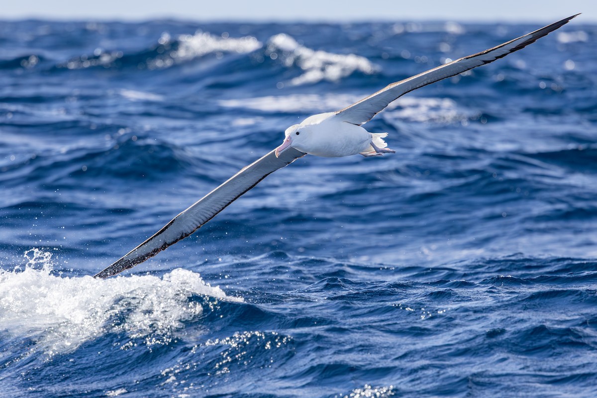 Northern Royal Albatross - ML642007937