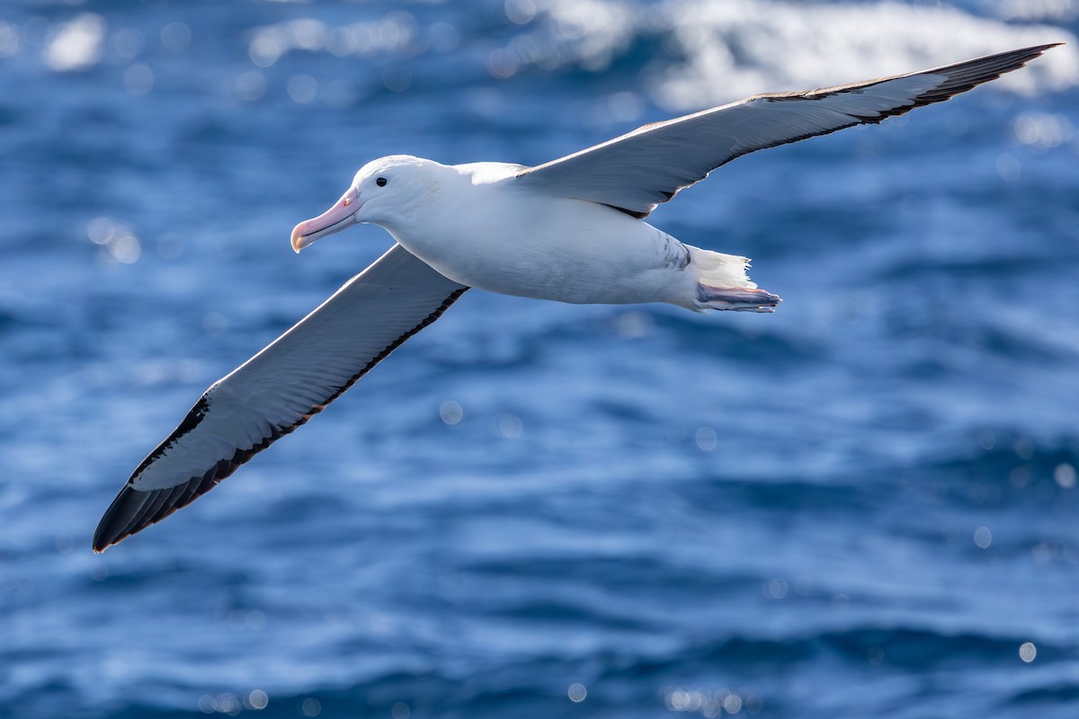 Northern Royal Albatross - ML642007938
